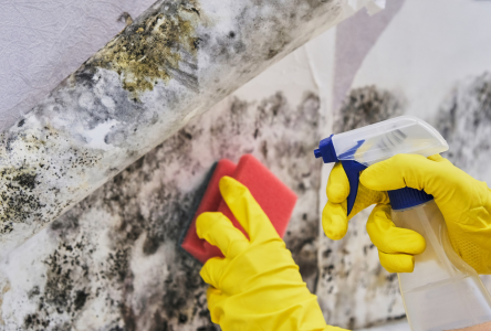 Mold and Mildew Removal